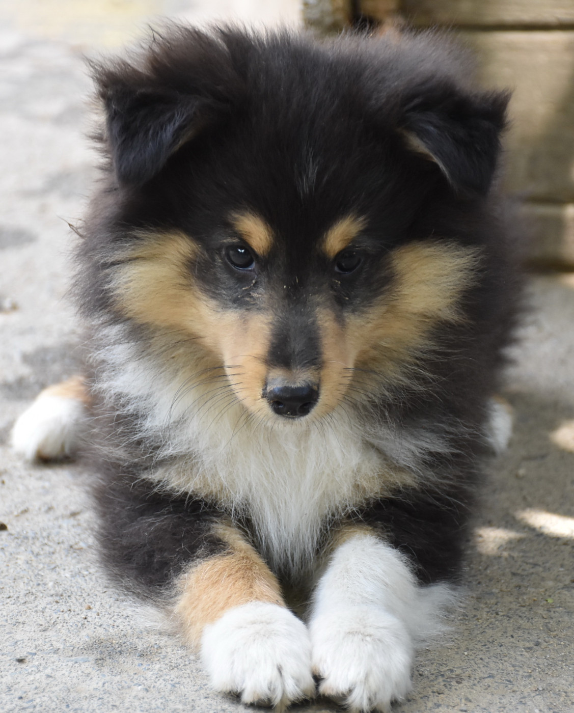 De la combe berail - Chiots disponibles - Shetland Sheepdog