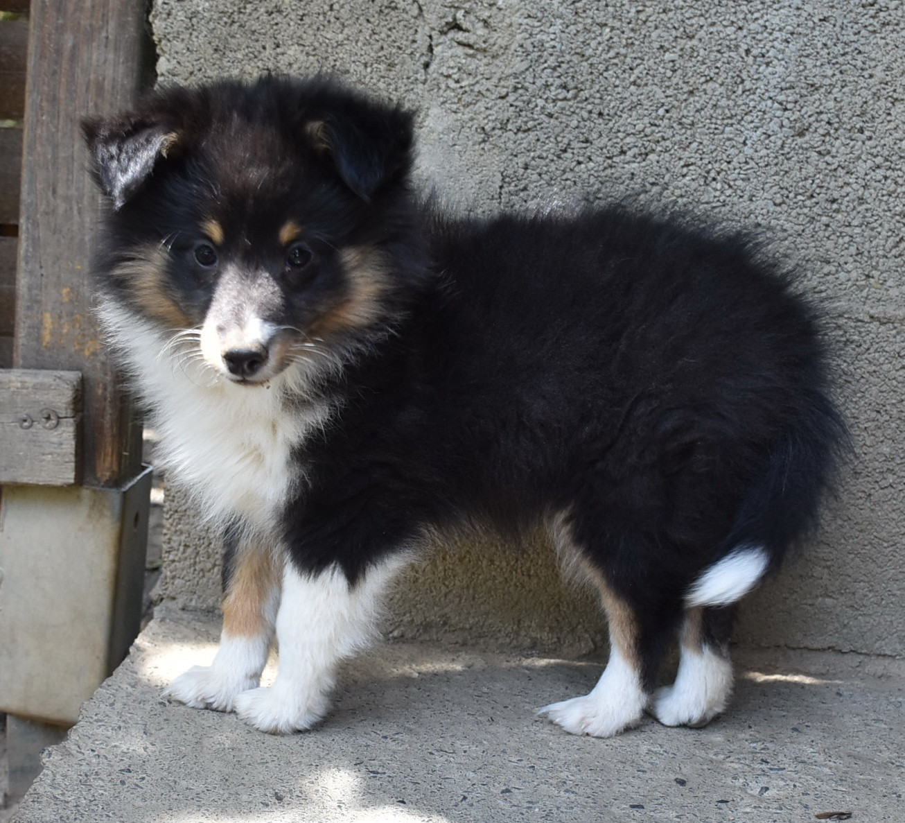 De la combe berail - Chiots disponibles - Shetland Sheepdog