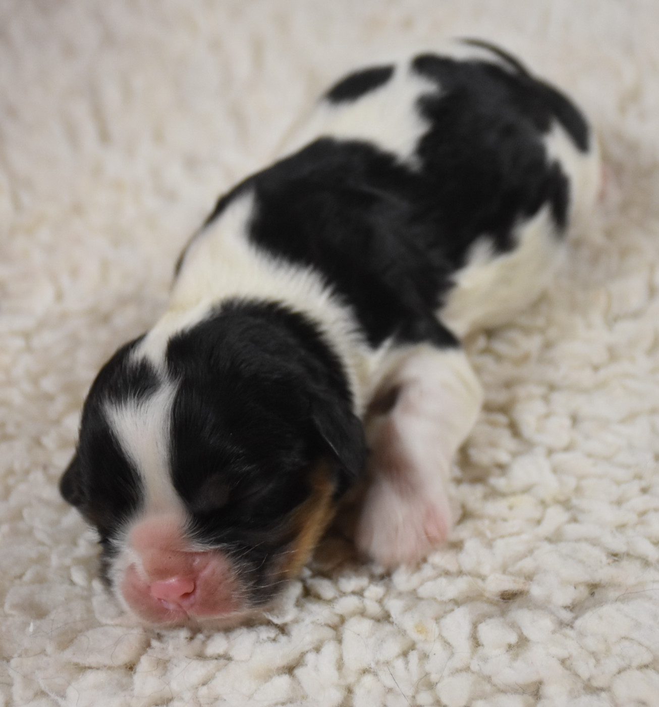 De la combe berail - Chiots disponibles - Cavalier King Charles Spaniel