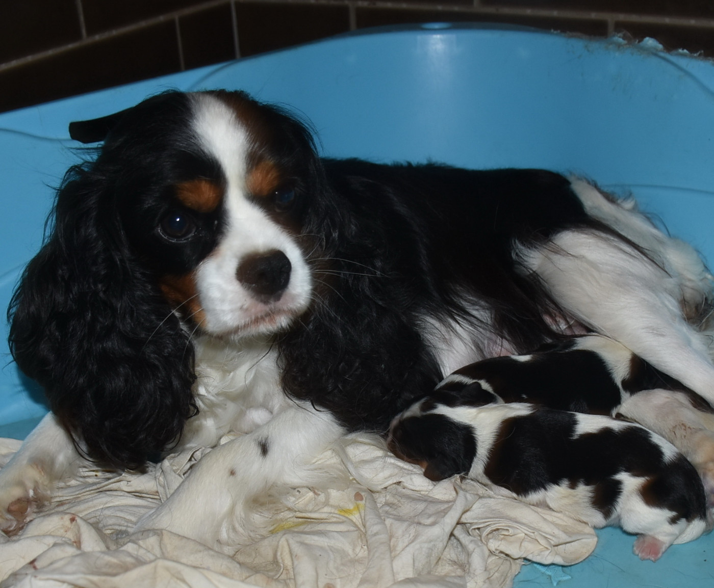 Chiot Cavalier King Charles Spaniel De la combe berail