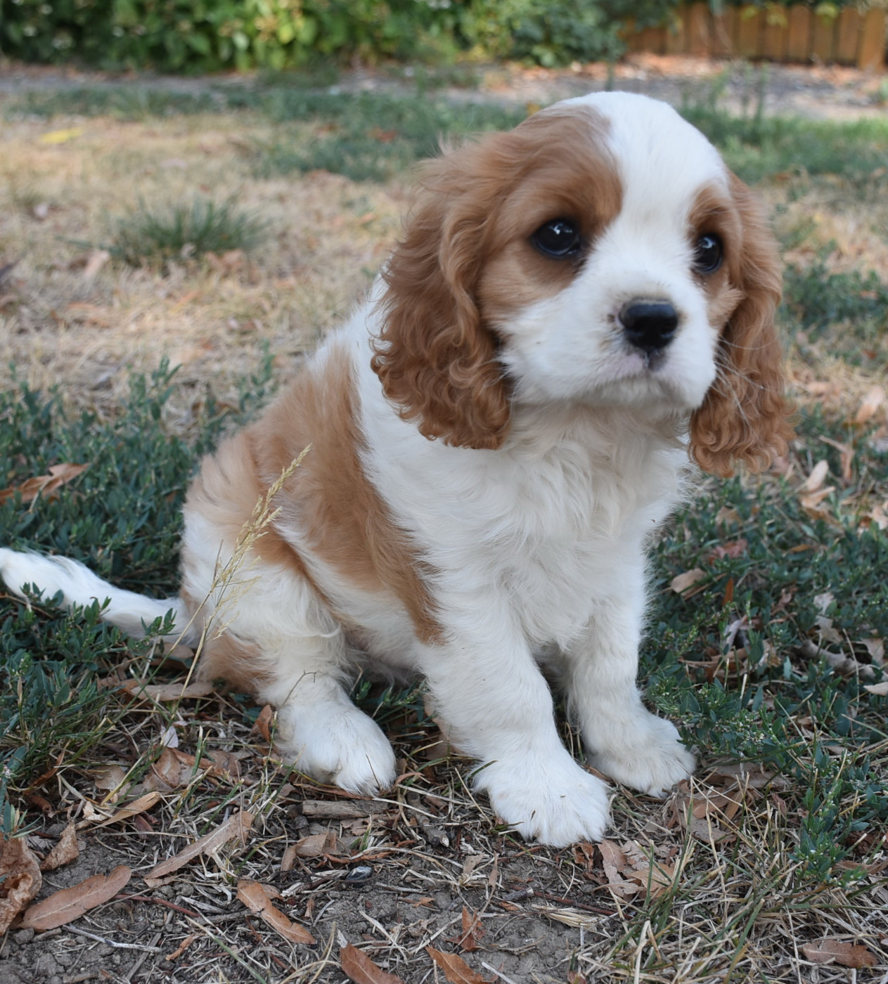 De la combe berail - Chiots disponibles - Cavalier King Charles Spaniel
