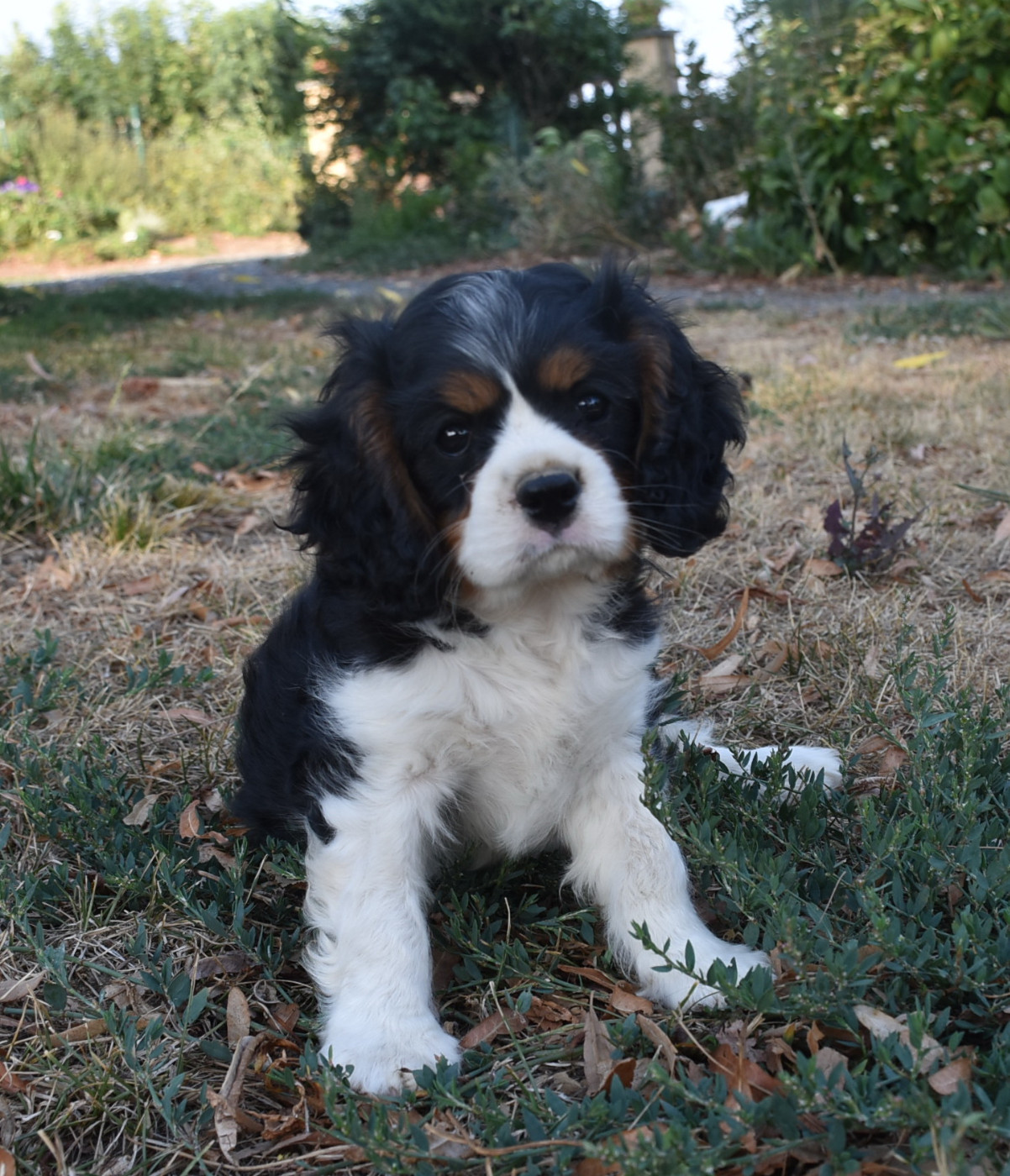 De la combe berail - Chiots disponibles - Cavalier King Charles Spaniel