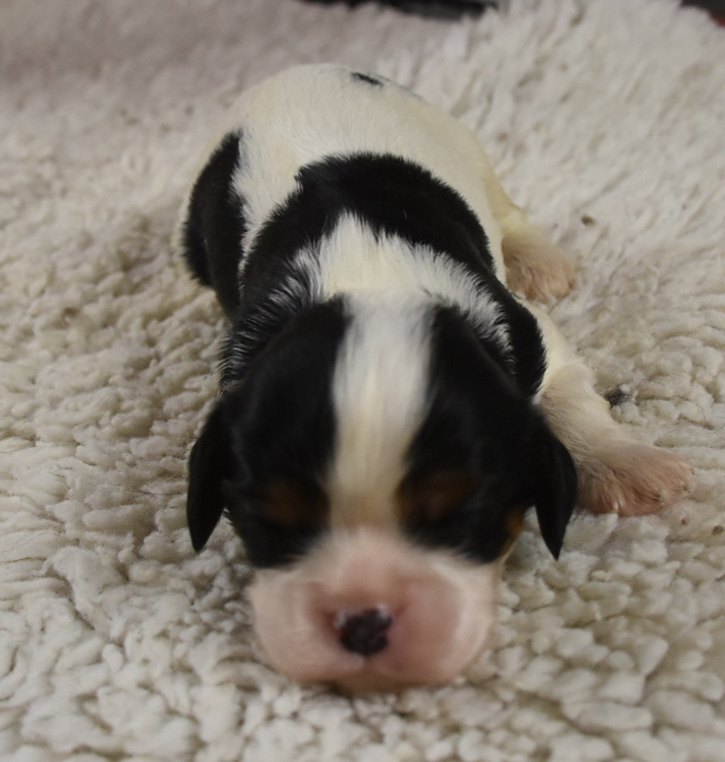De la combe berail - Chiots disponibles - Cavalier King Charles Spaniel