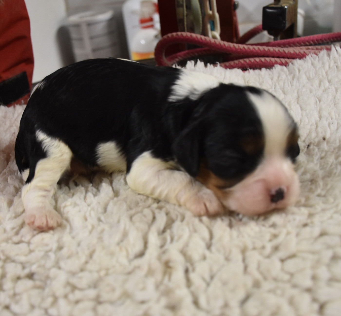 De la combe berail - Chiots disponibles - Cavalier King Charles Spaniel
