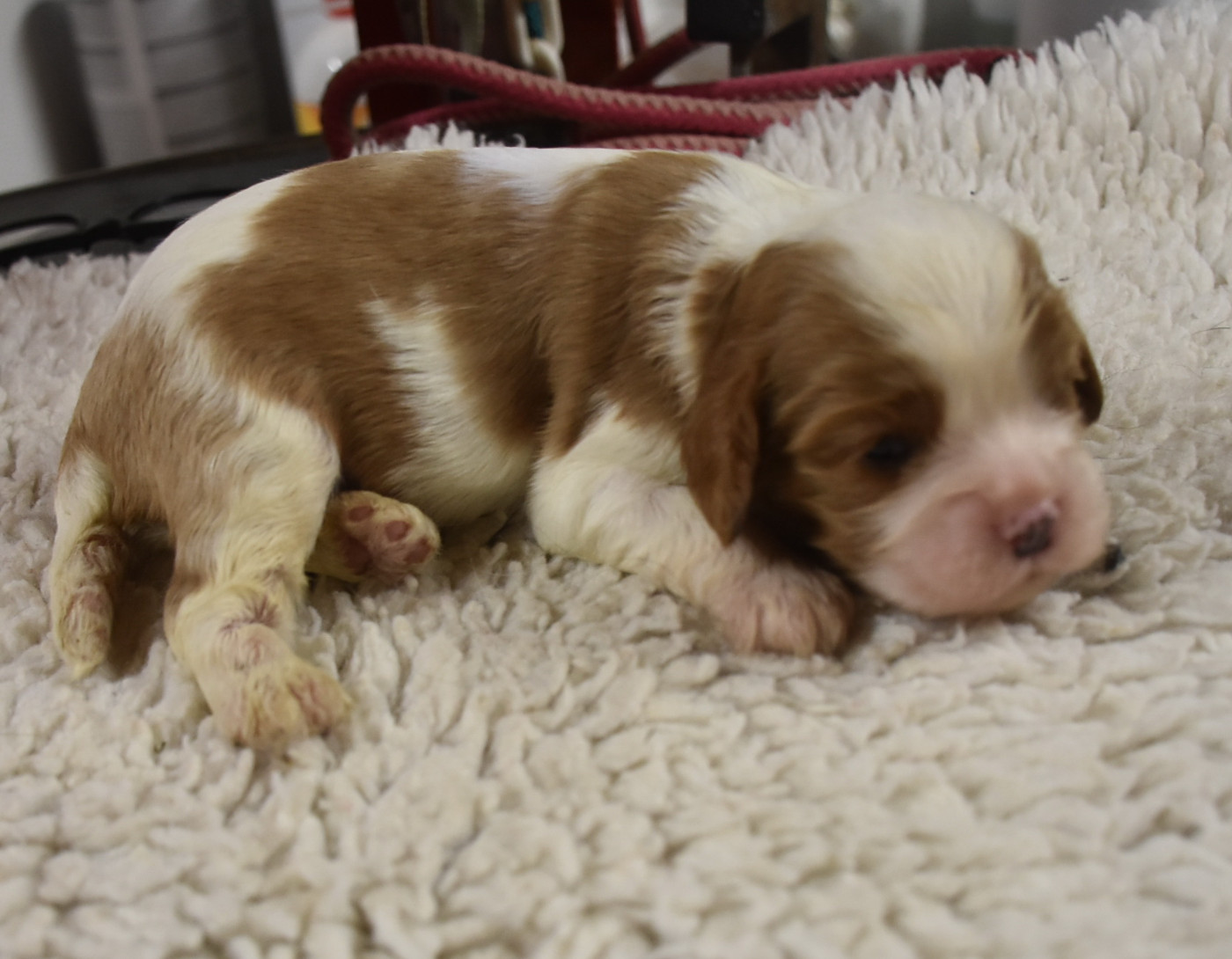 De la combe berail - Chiots disponibles - Cavalier King Charles Spaniel