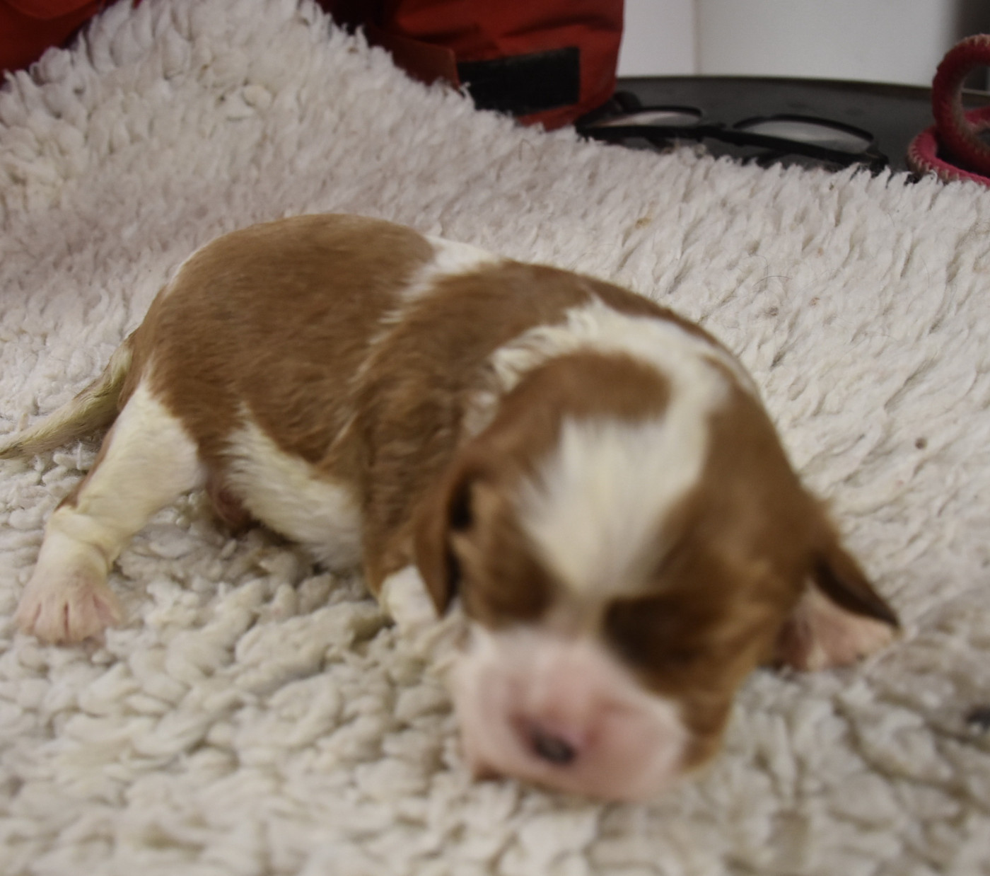 De la combe berail - Chiots disponibles - Cavalier King Charles Spaniel