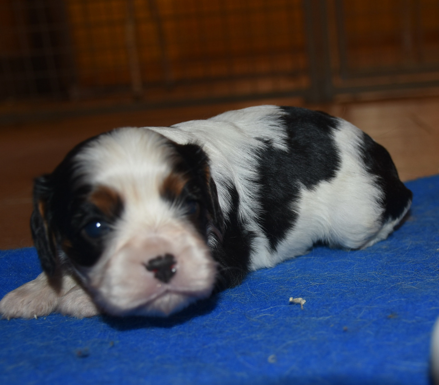 De la combe berail - Chiots disponibles - Cavalier King Charles Spaniel