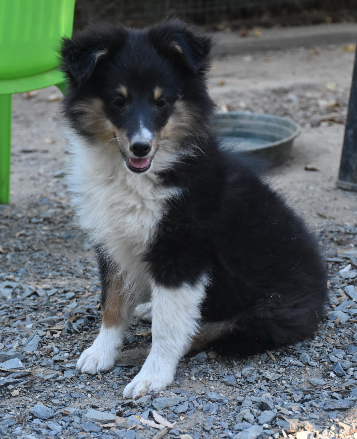 De la combe berail - Chiots disponibles - Shetland Sheepdog