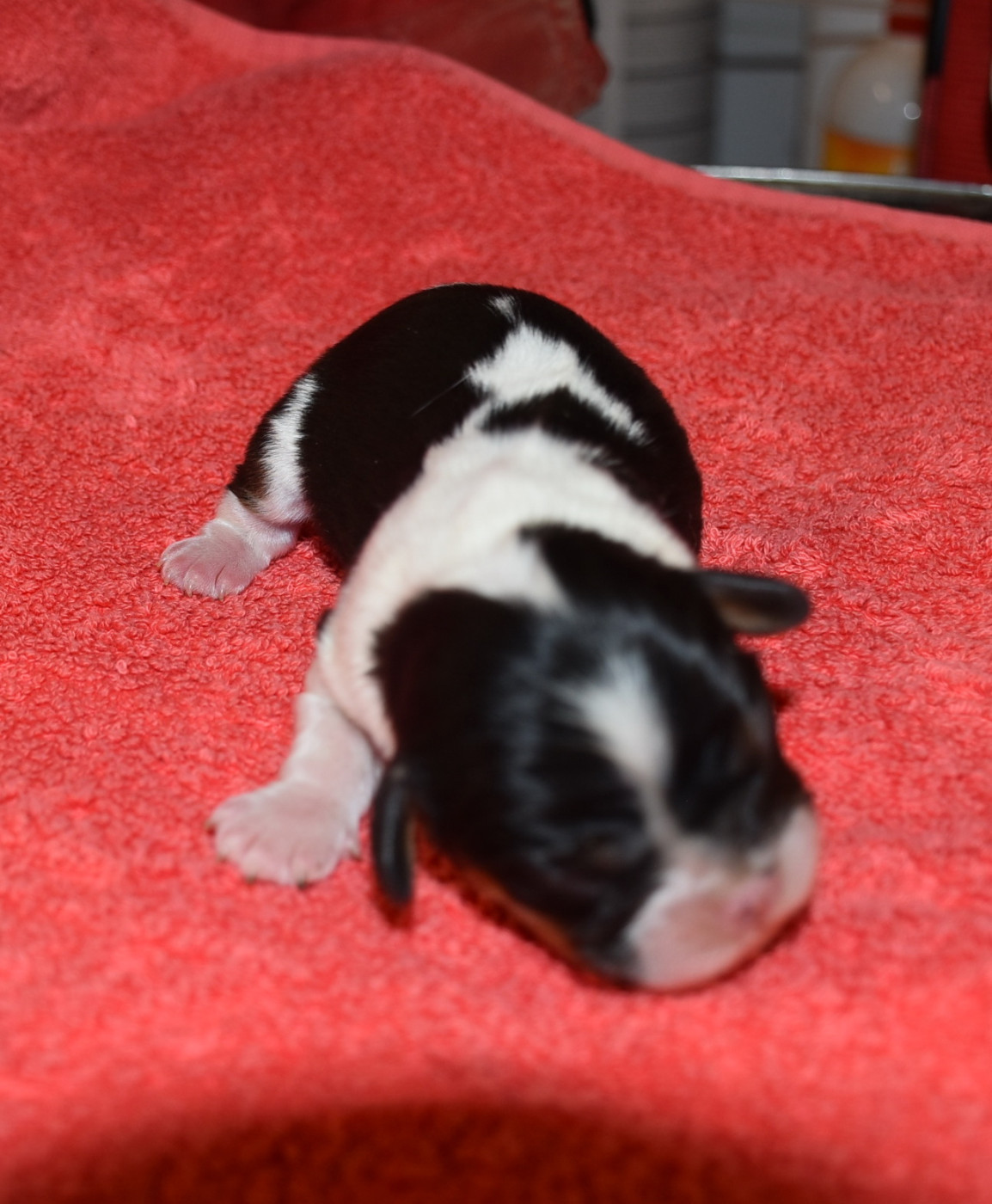 De la combe berail - Chiots disponibles - Cavalier King Charles Spaniel