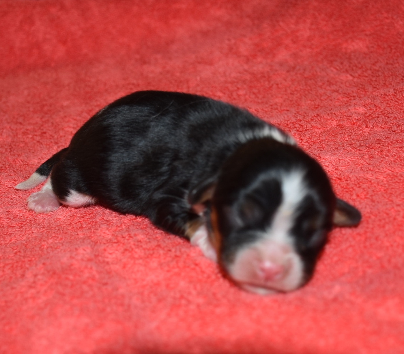 De la combe berail - Chiots disponibles - Cavalier King Charles Spaniel