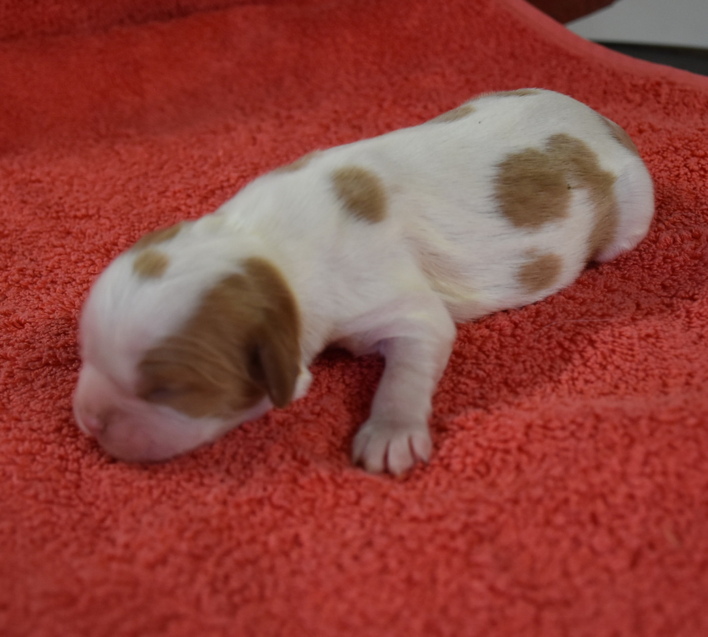 De la combe berail - Chiots disponibles - Cavalier King Charles Spaniel