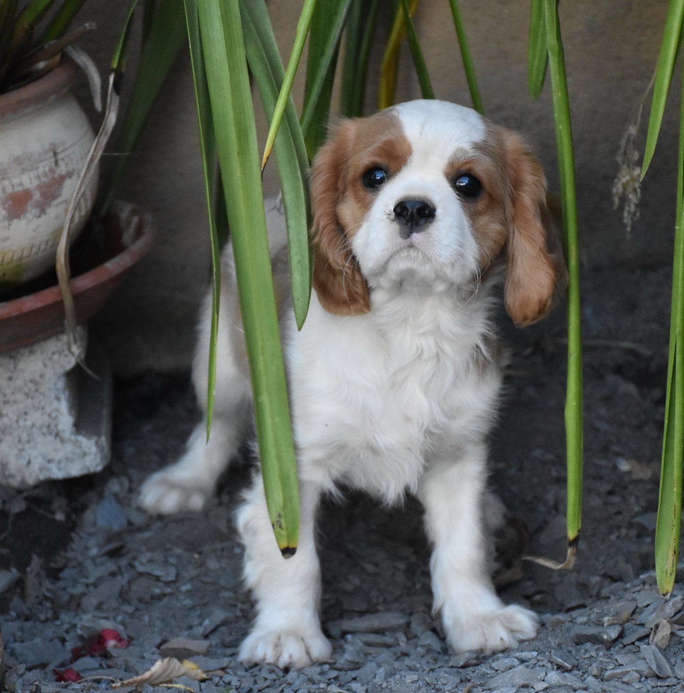 De la combe berail - Chiots disponibles - Cavalier King Charles Spaniel