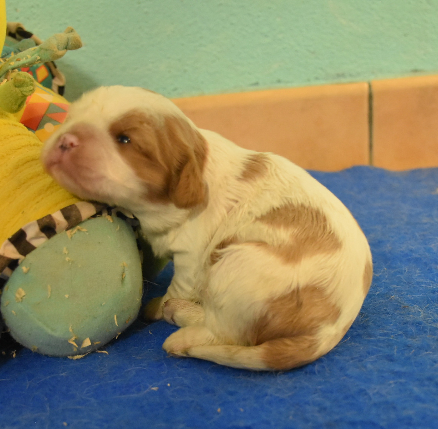 De la combe berail - Chiots disponibles - Cavalier King Charles Spaniel
