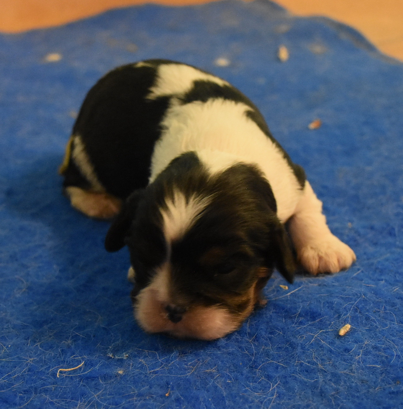 De la combe berail - Chiots disponibles - Cavalier King Charles Spaniel