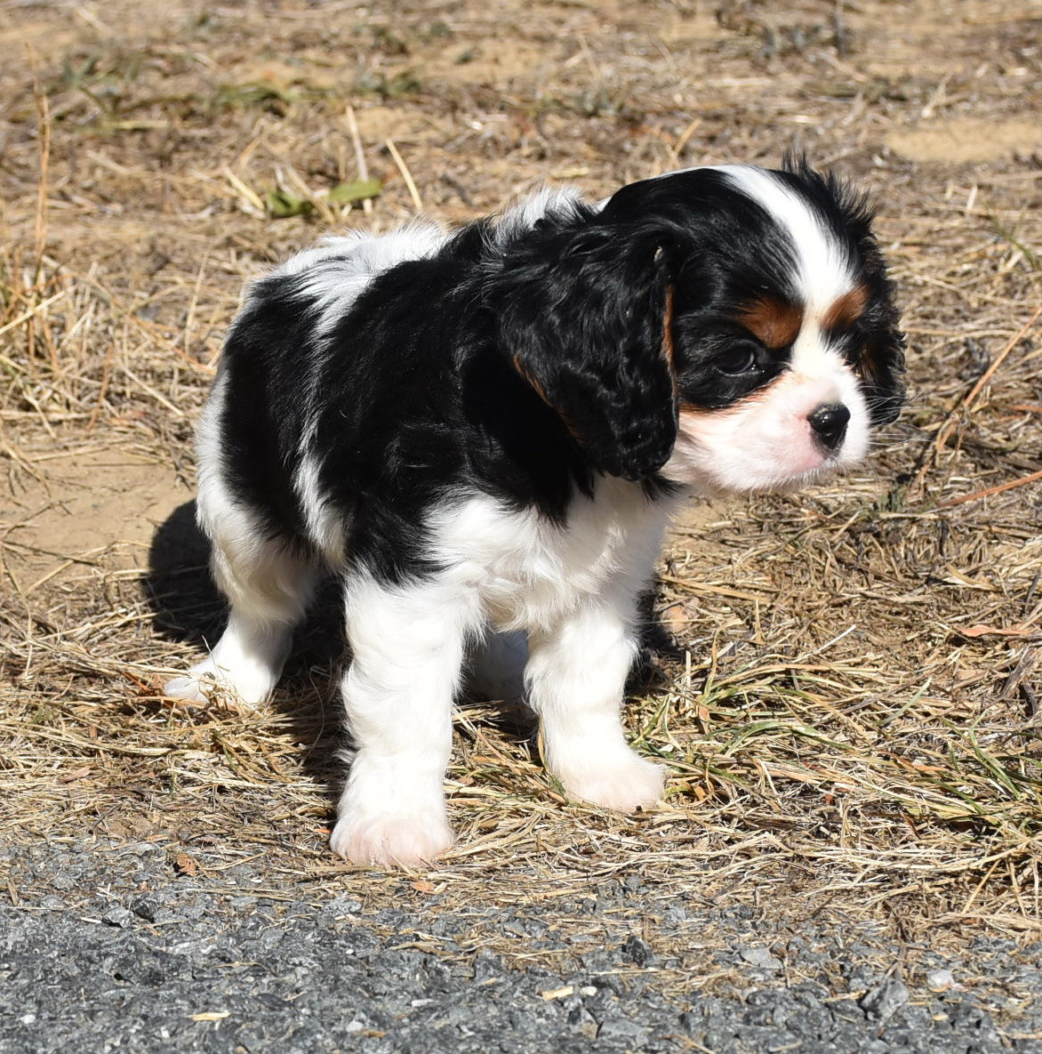 De la combe berail - Chiots disponibles - Cavalier King Charles Spaniel