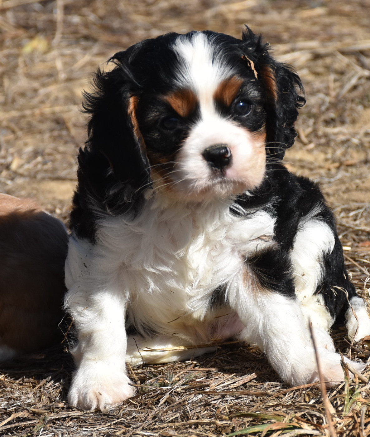 De la combe berail - Chiots disponibles - Cavalier King Charles Spaniel