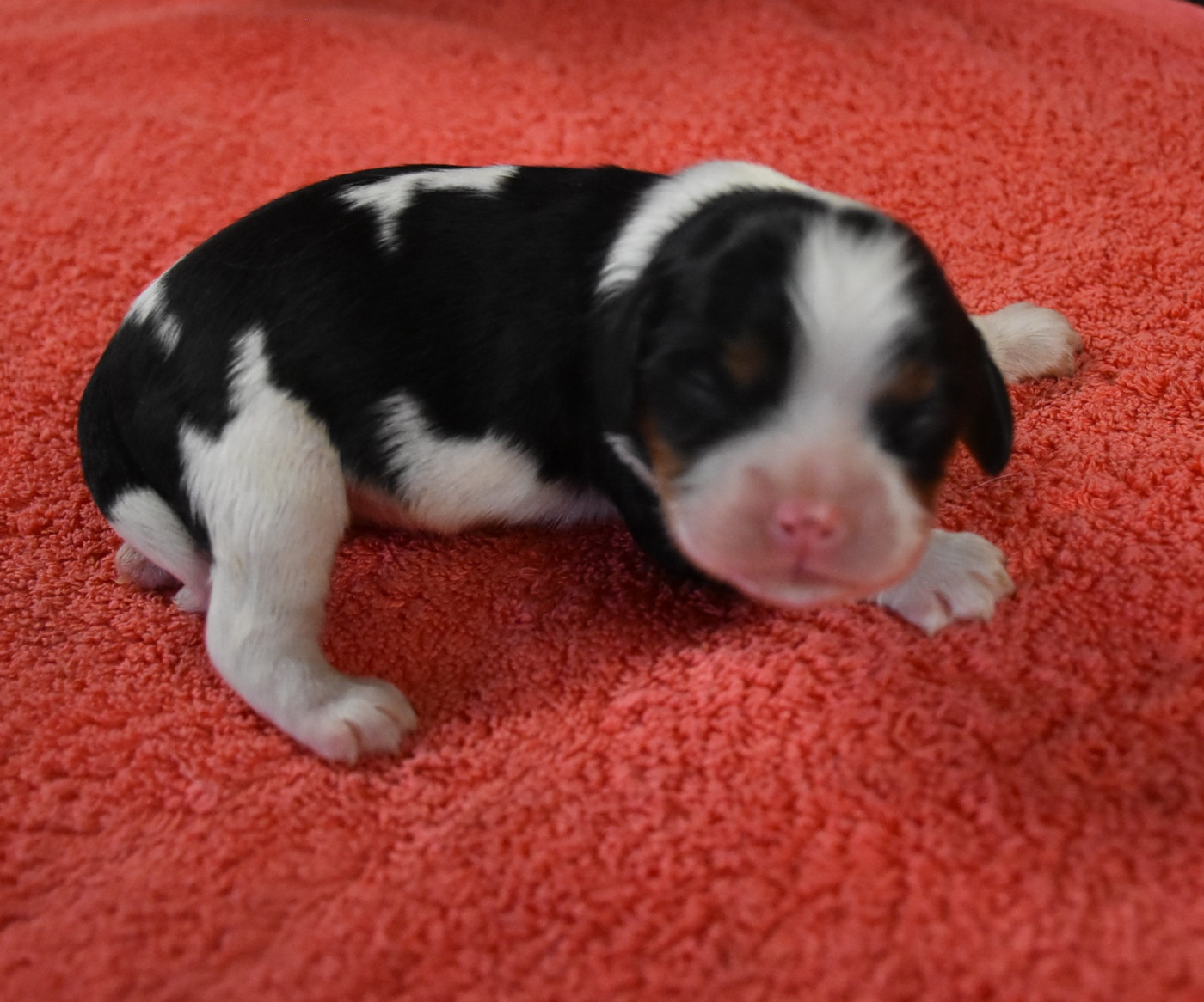 De la combe berail - Chiots disponibles - Cavalier King Charles Spaniel