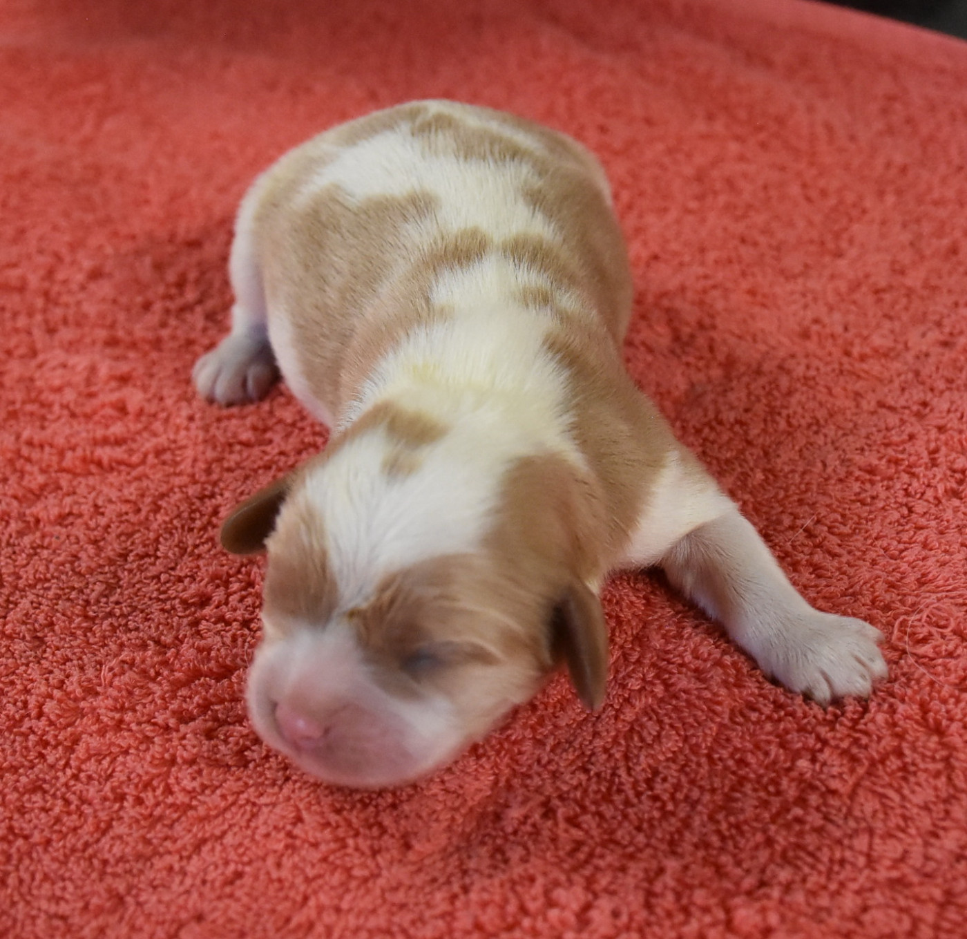 De la combe berail - Chiots disponibles - Cavalier King Charles Spaniel