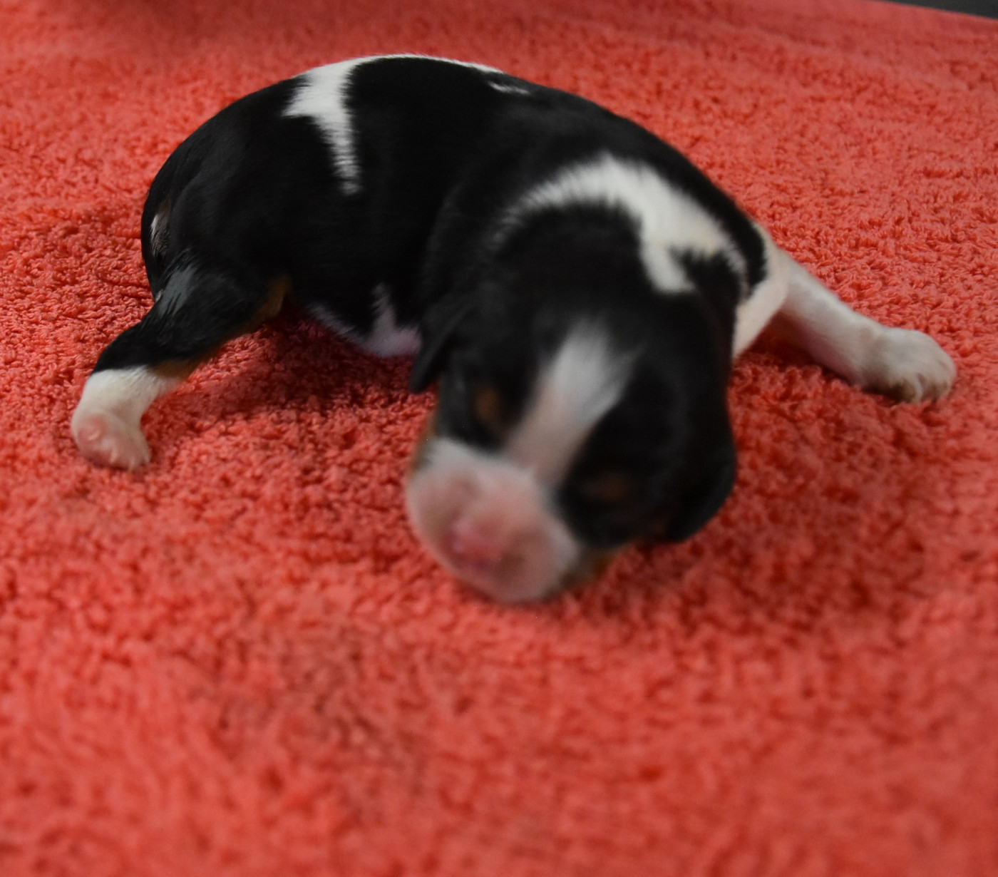 De la combe berail - Chiots disponibles - Cavalier King Charles Spaniel