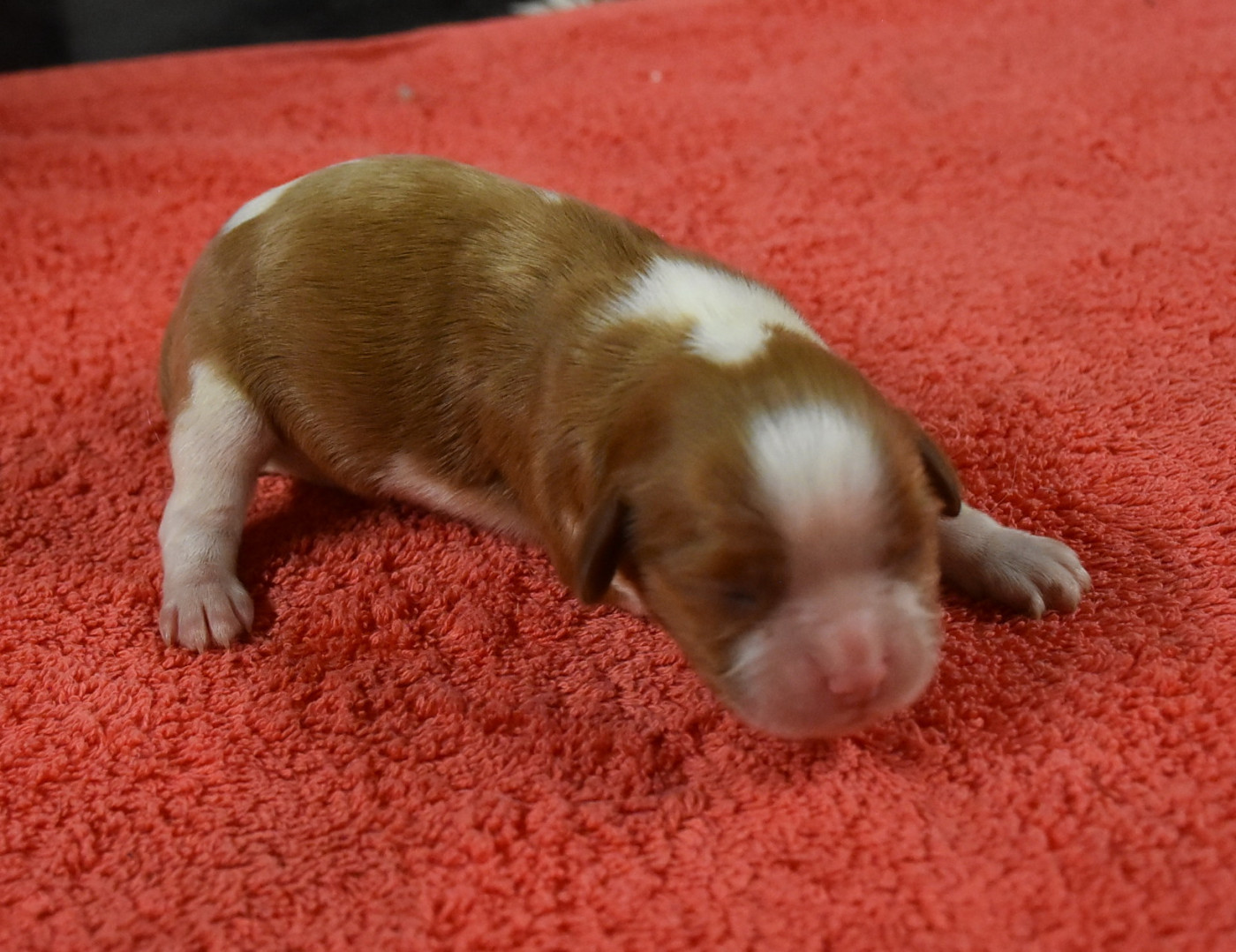 De la combe berail - Chiots disponibles - Cavalier King Charles Spaniel