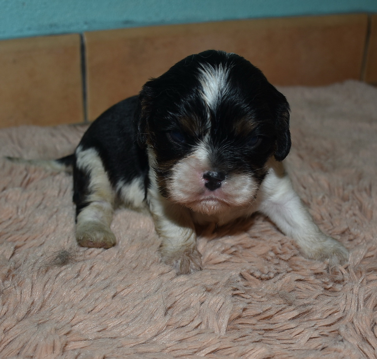 De la combe berail - Chiots disponibles - Cavalier King Charles Spaniel