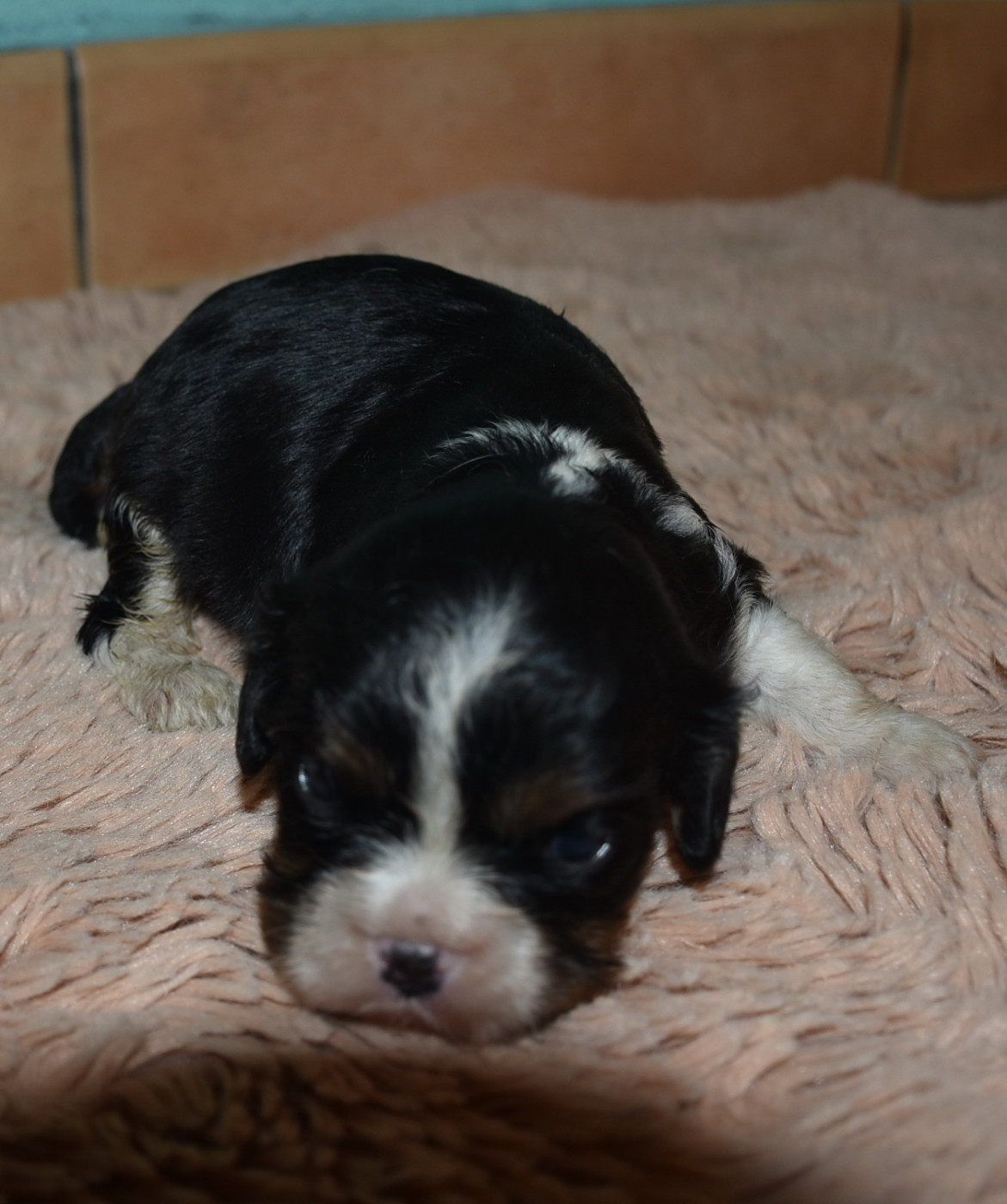 De la combe berail - Chiots disponibles - Cavalier King Charles Spaniel