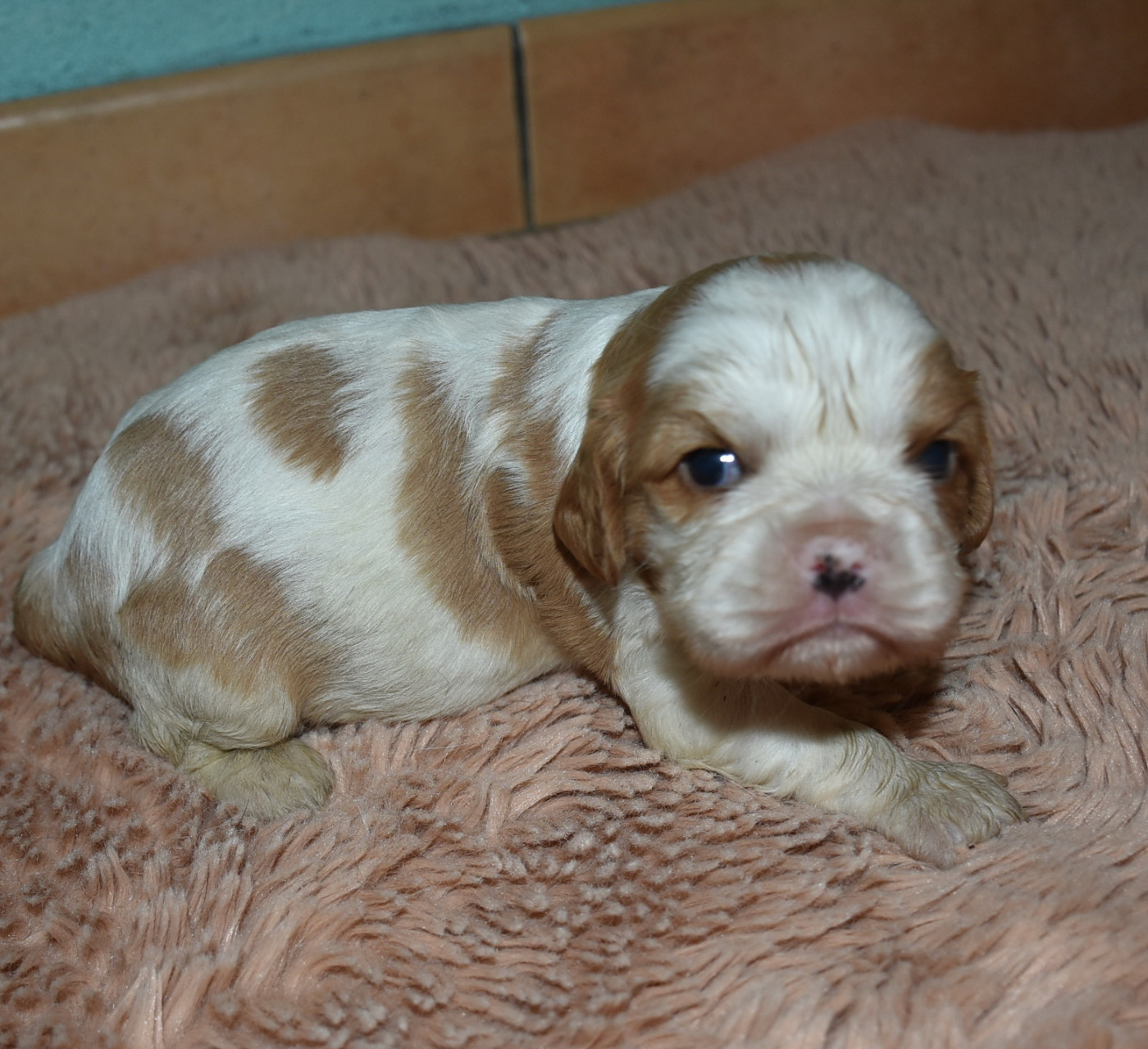 De la combe berail - Chiots disponibles - Cavalier King Charles Spaniel