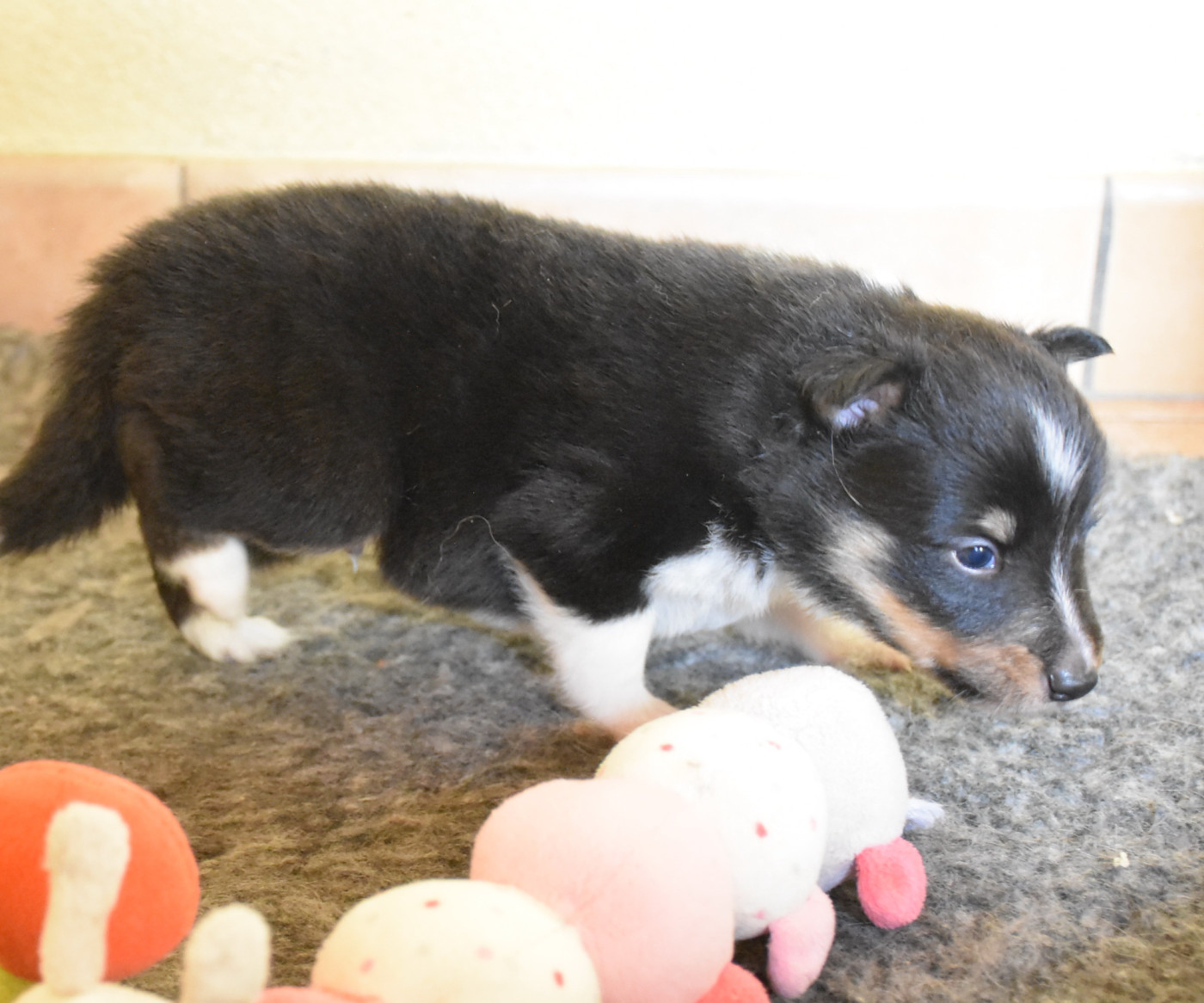 De la combe berail - Chiots disponibles - Shetland Sheepdog