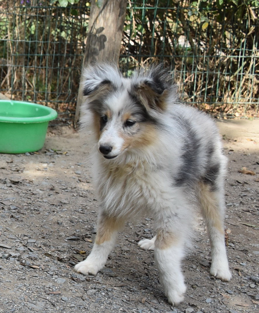 De la combe berail - Chiots disponibles - Shetland Sheepdog