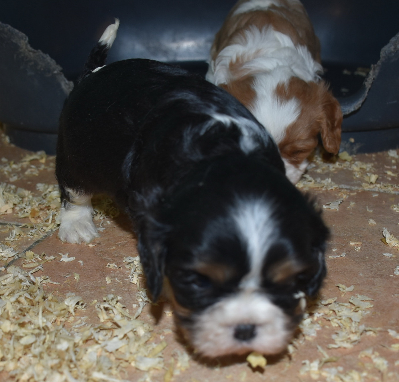 De la combe berail - Chiots disponibles - Cavalier King Charles Spaniel
