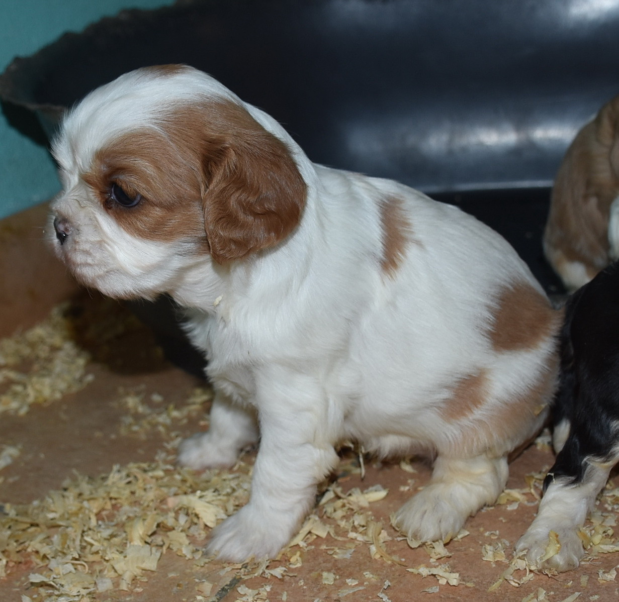 De la combe berail - Chiots disponibles - Cavalier King Charles Spaniel
