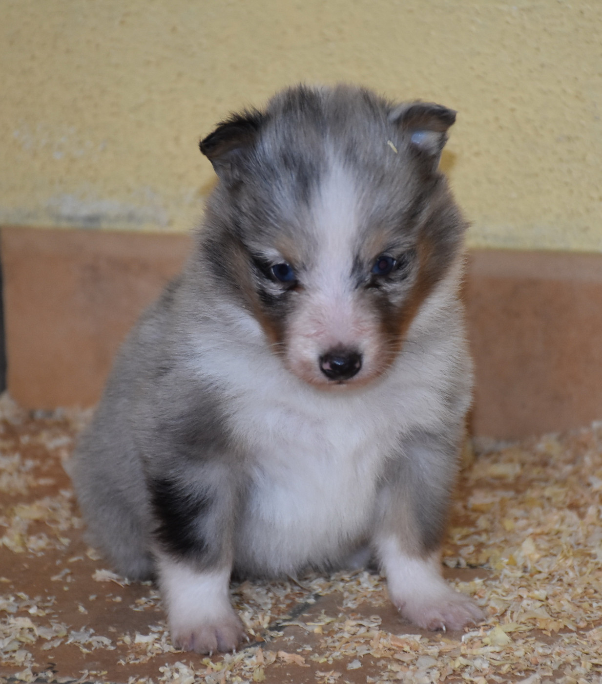 De la combe berail - Chiots disponibles - Shetland Sheepdog