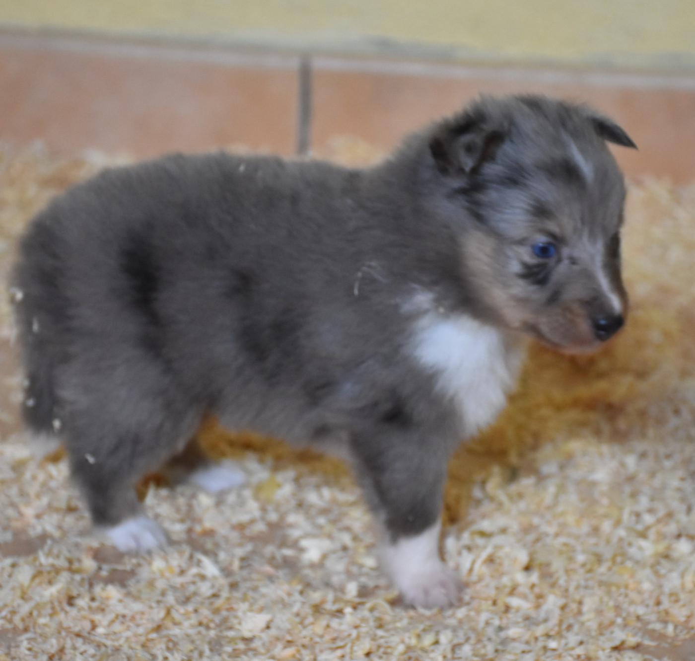 De la combe berail - Chiots disponibles - Shetland Sheepdog