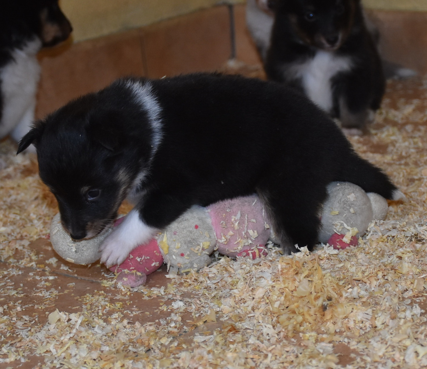 De la combe berail - Chiots disponibles - Shetland Sheepdog
