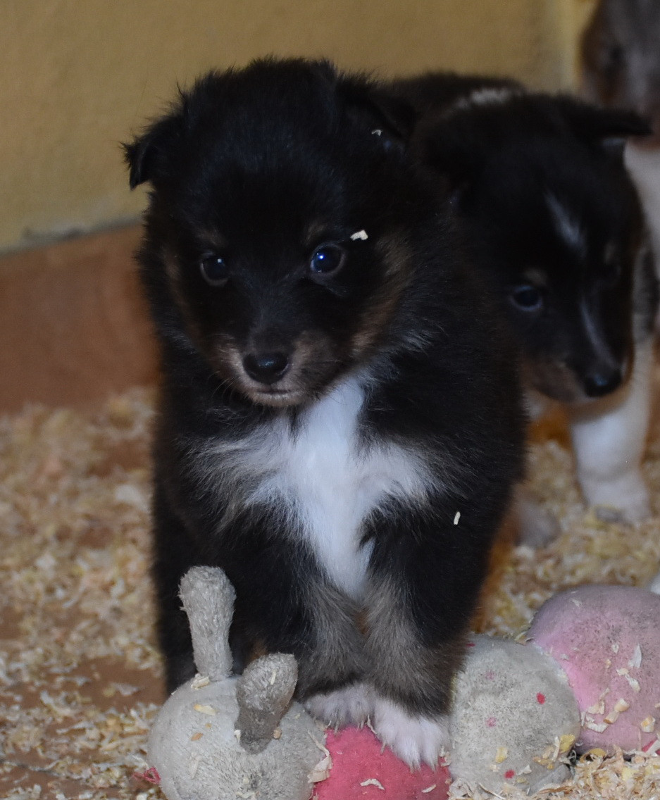 De la combe berail - Chiots disponibles - Shetland Sheepdog