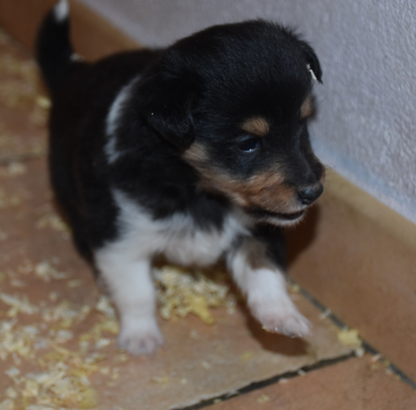 De la combe berail - Chiots disponibles - Shetland Sheepdog
