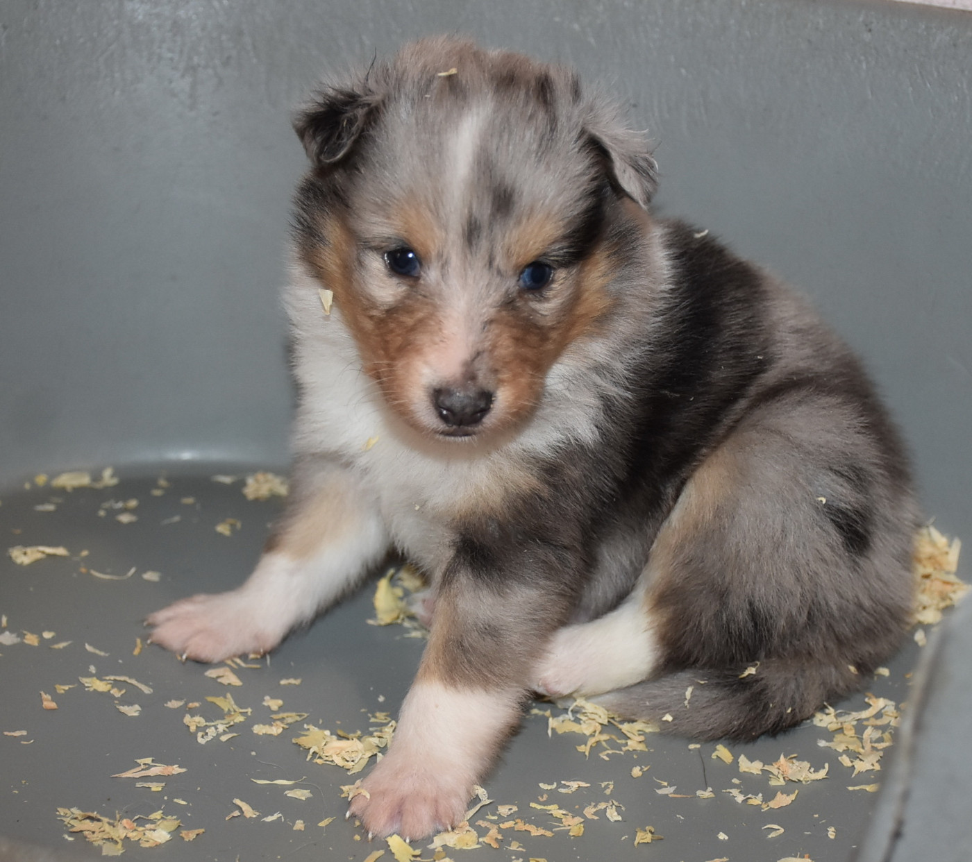 De la combe berail - Chiots disponibles - Shetland Sheepdog