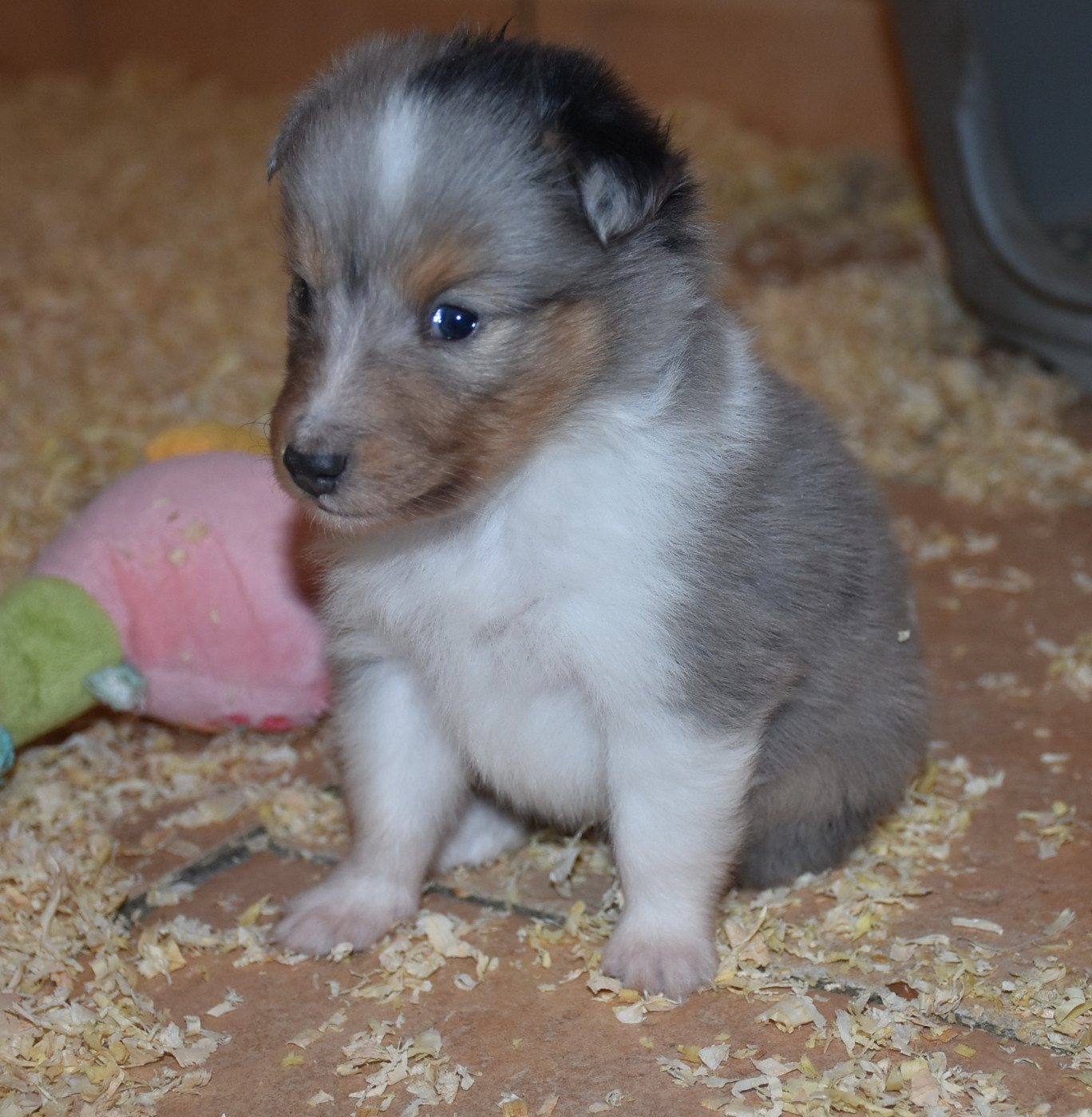 De la combe berail - Chiots disponibles - Shetland Sheepdog