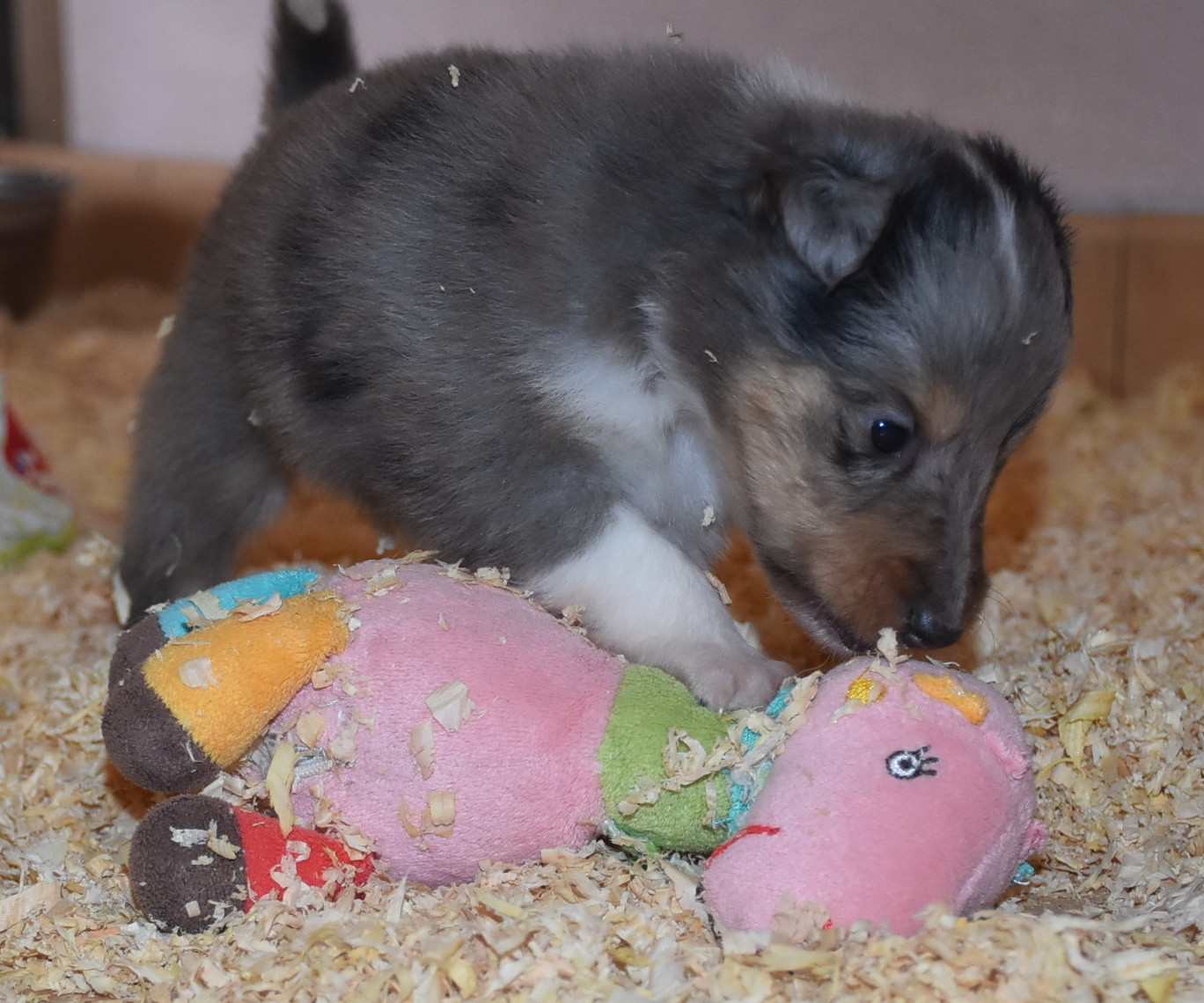 De la combe berail - Chiots disponibles - Shetland Sheepdog