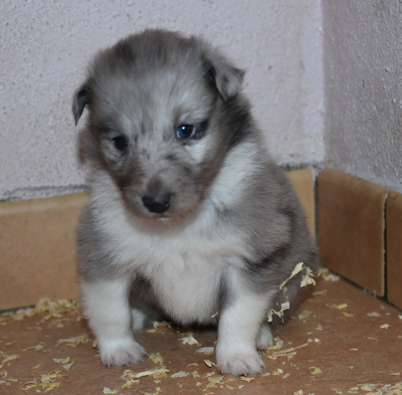 De la combe berail - Chiots disponibles - Shetland Sheepdog