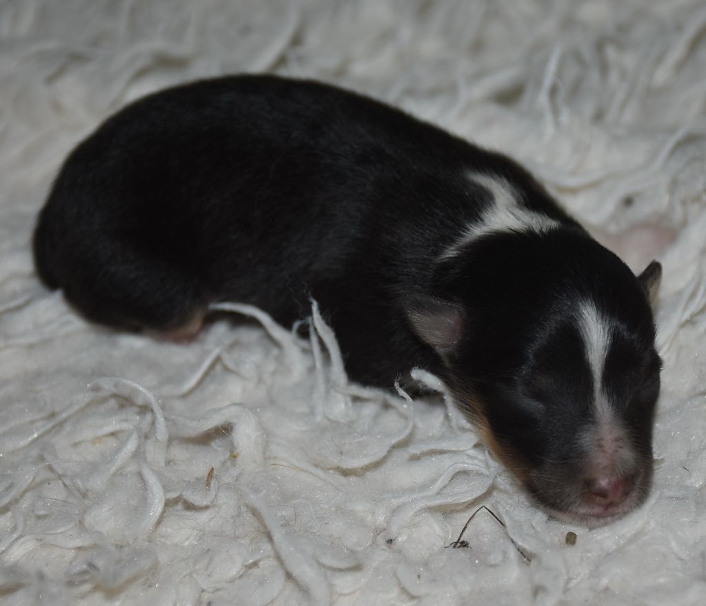 De la combe berail - Chiots disponibles - Shetland Sheepdog