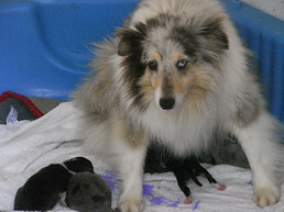 De la combe berail - Shetland Sheepdog - Portée née le 26/05/2008