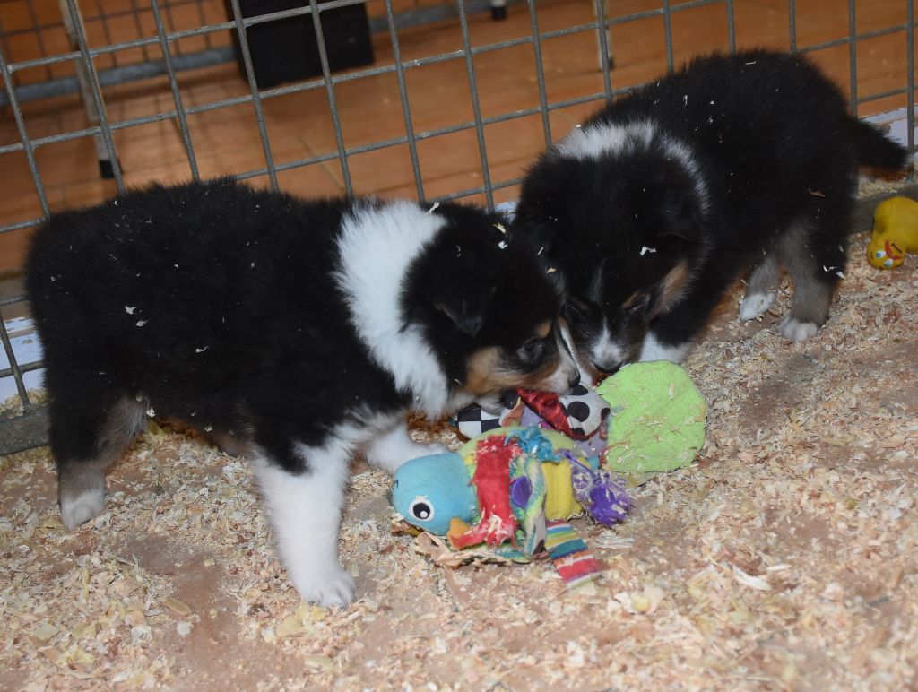 De la combe berail - Chiots disponibles - Shetland Sheepdog