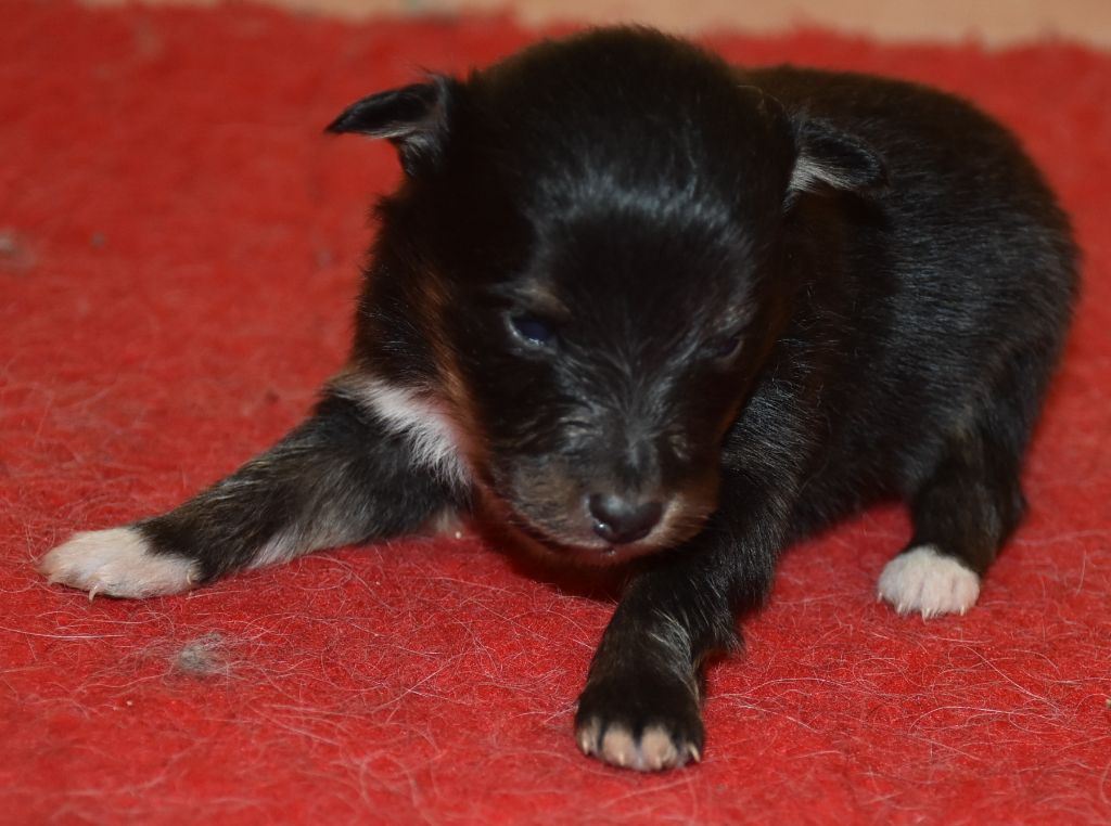 De la combe berail - Chiots disponibles - Shetland Sheepdog