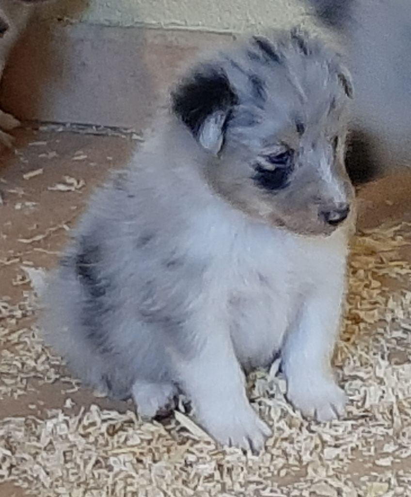 De la combe berail - Chiots disponibles - Shetland Sheepdog