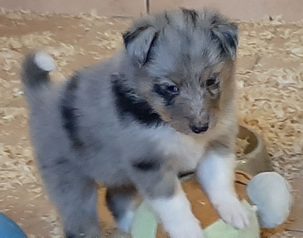 De la combe berail - Chiots disponibles - Shetland Sheepdog