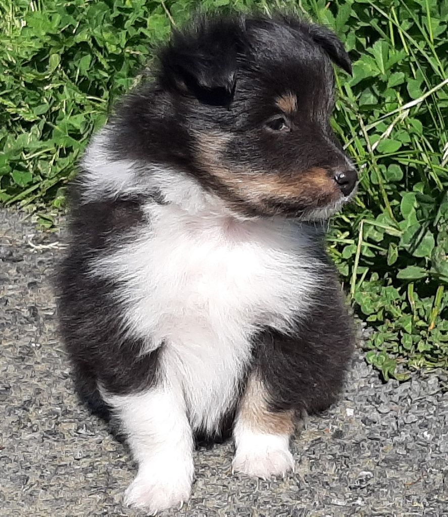 De la combe berail - Chiots disponibles - Shetland Sheepdog