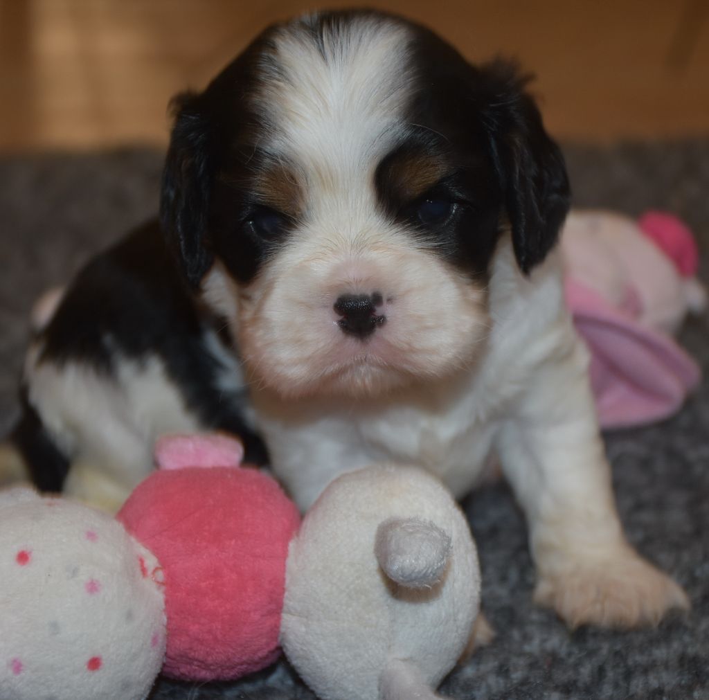 De la combe berail - Chiots disponibles - Cavalier King Charles Spaniel