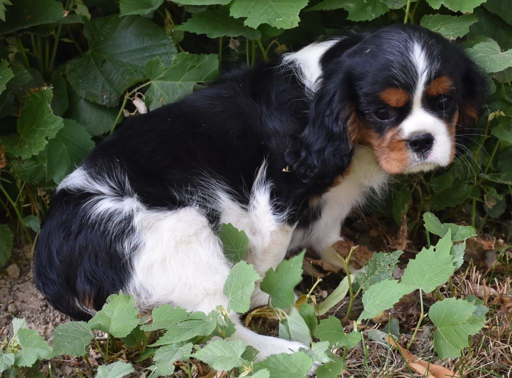 De la combe berail - Chiots disponibles - Cavalier King Charles Spaniel