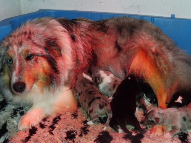 Chiot Shetland Sheepdog De la combe berail